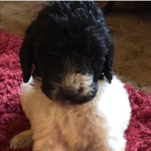 Meet your Posher, Cindy